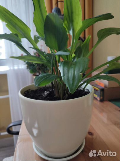 Цветок с горшком