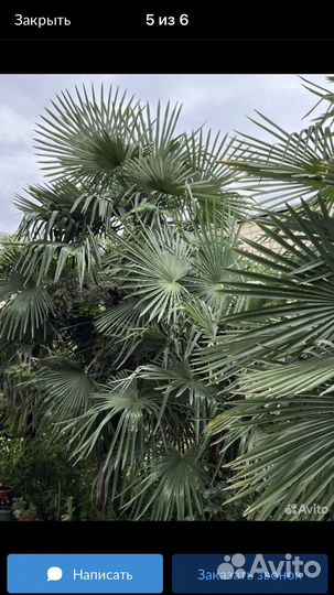 Пальма трахикарпус