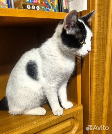 Котенок