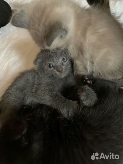 Котятки в добрые руки