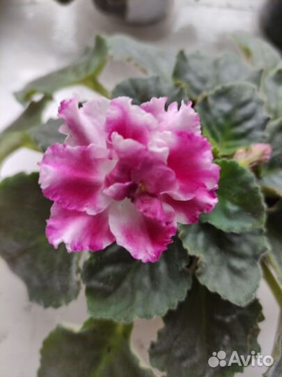 Фиалка сортовая