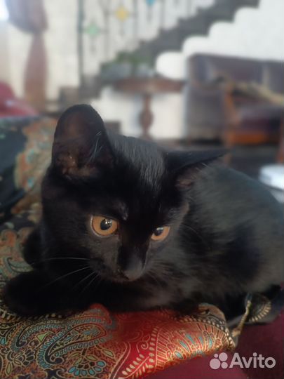 Кошечка. 2 месяца