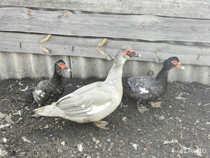 Мускусные утки тяжелые линии