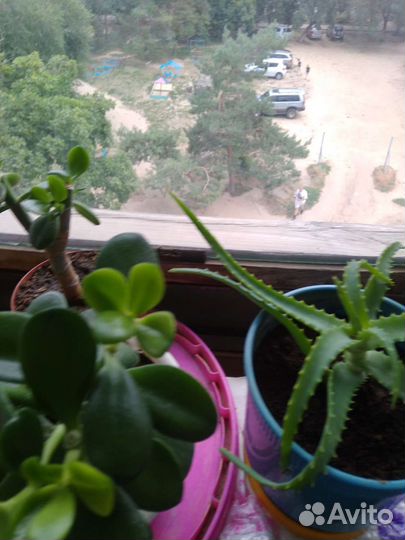 Комнатные цветы