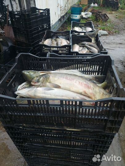 Кета свежий охложденая