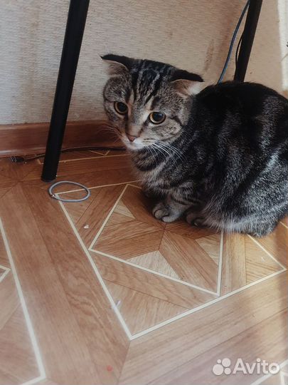 Кошка в дар