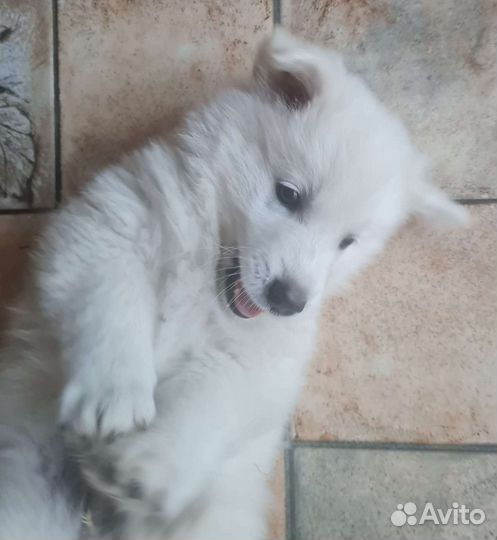 Щенок