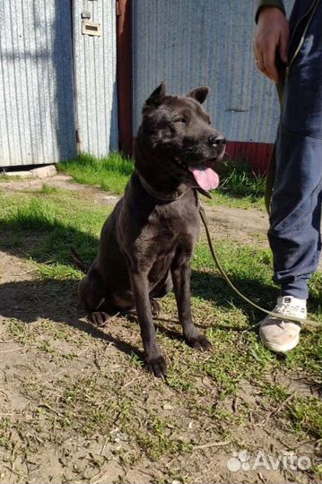 Собака в дар