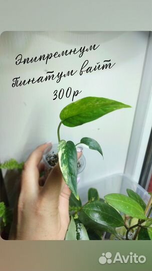 Цветы комнатные, хойи, эпипремнум, папоротник