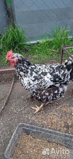 Цыплята Ливенские Барневельдер Бройлеры