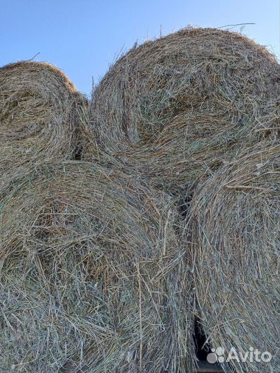 Продам сено в рулонах
