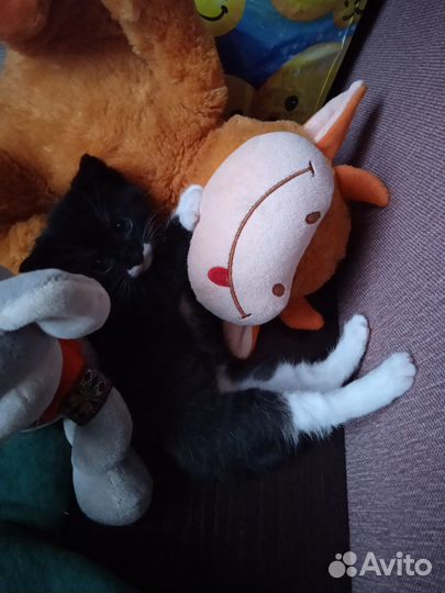 Кошки в добрые руки бесплатно