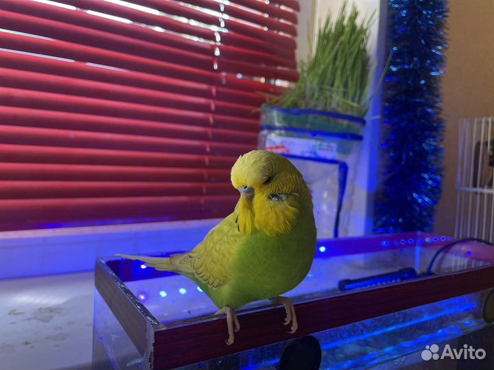 Улетел волнистый попугай