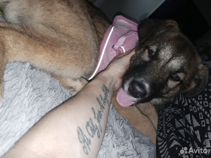 Щеночек в добрые