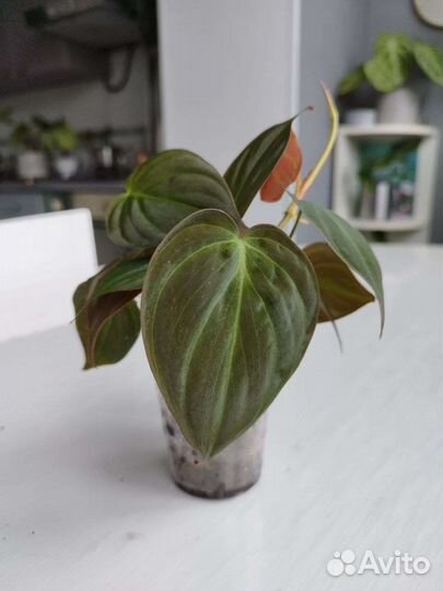 Филодендрон сциндапсус эпипремнум