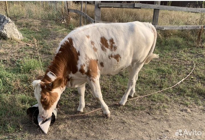 Айширская телка