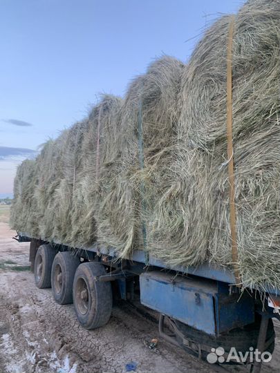Продам сено в рулонах урожай 2024
