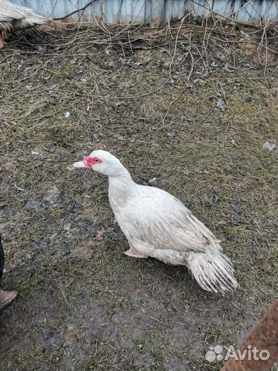 Инкубационное яйцо индоутки