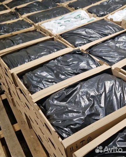 Сеянцы сосны обыкновенной окс