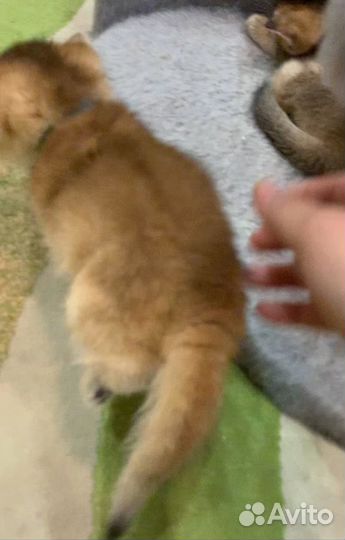 Британские котята