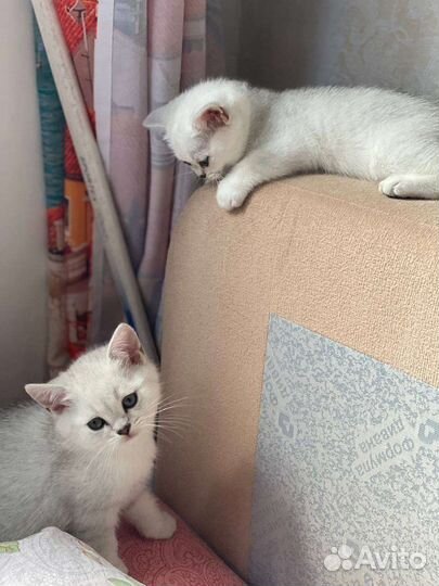 Шиншиллята драгоценных окрасов серебро