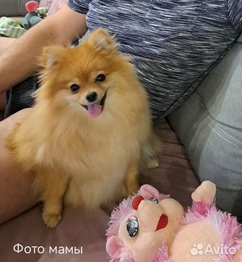 Шпиц. Щенки шпица