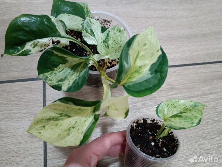 Сциндапсусы, эпипремнумы