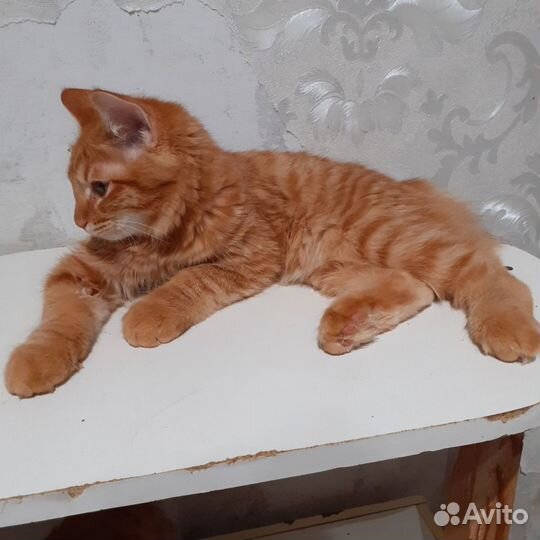 Котята курильский бобтейл