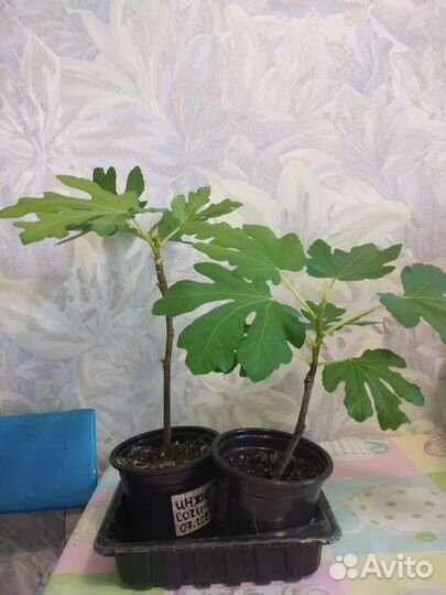 Инжир, лимон, апельсин