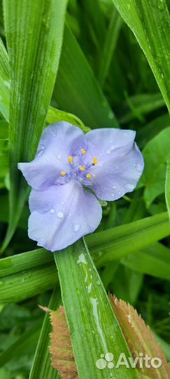 Многолетник- Традесканция садовая цвета разные