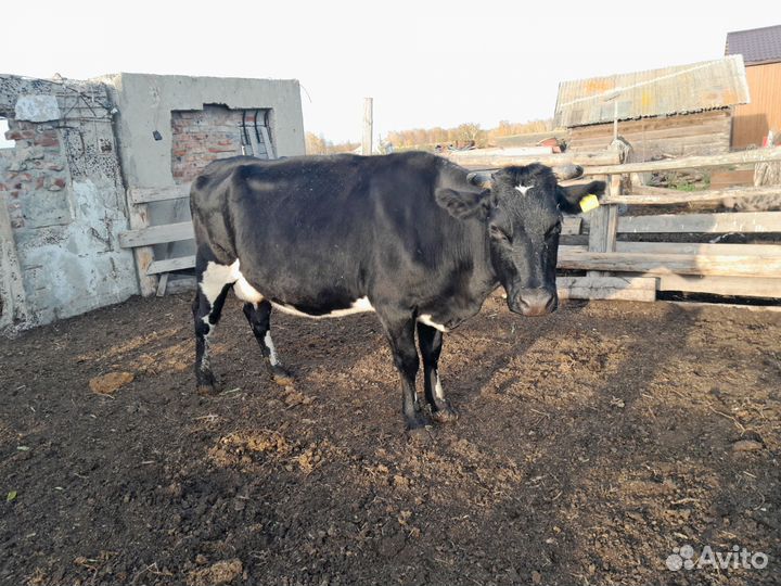 Нетель, корова