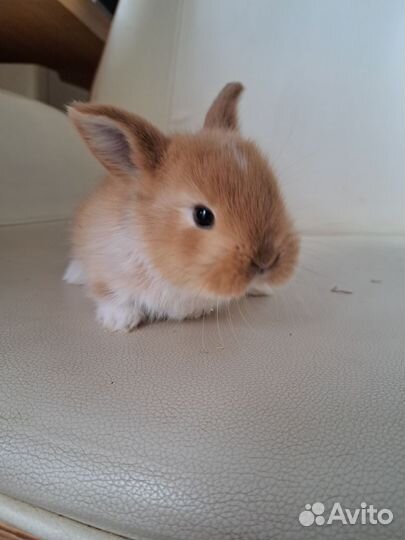 Декоративные карликовые кролики