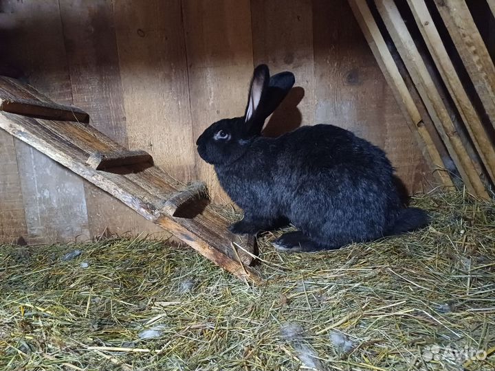 Кролики мясных пород