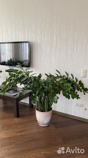 Цветок замиокулькас