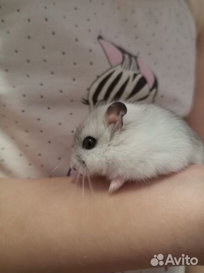 Джунгарский хомяк с клеткой