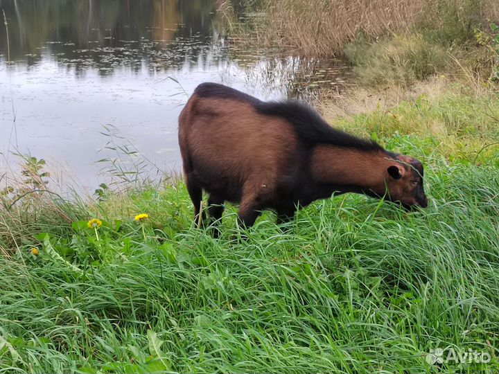 Два чешских козлика