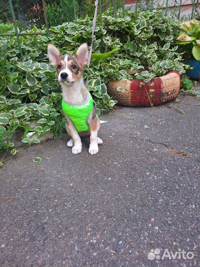 Чудо в жилетке