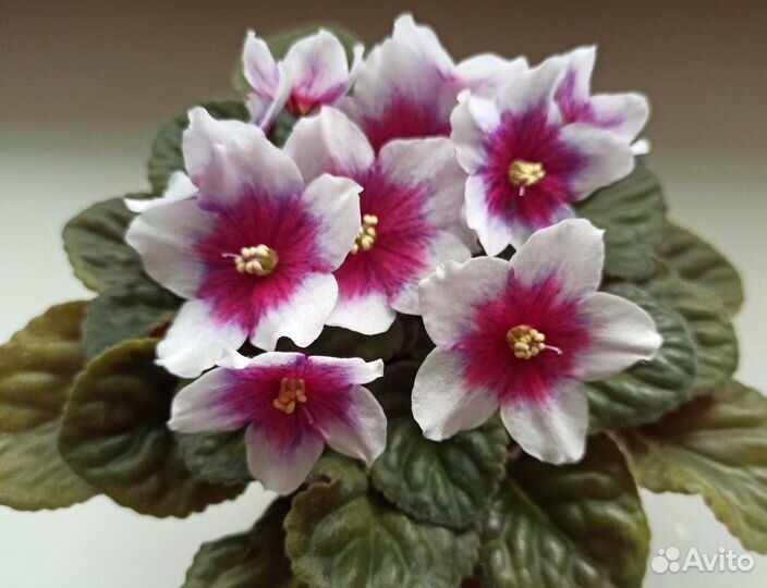 Фиалки из Самары