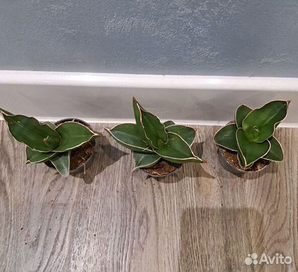 Сансевиерия samurai