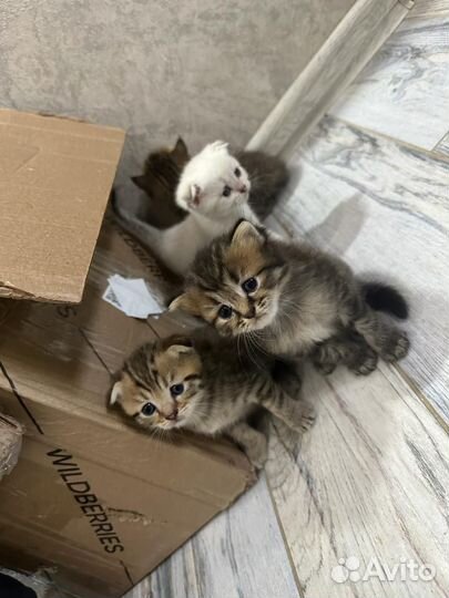 Шотландские котята