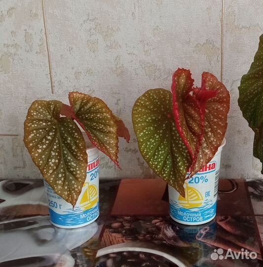 Зефирантес выскочка белая, бегония тростниковая