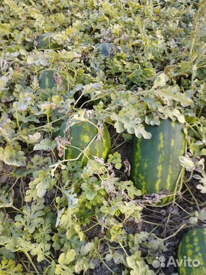 Арбуз оптом каристан