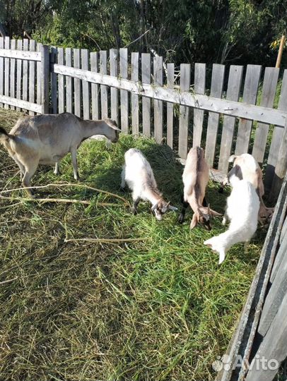 Овцы,бараны, ягнята,козы