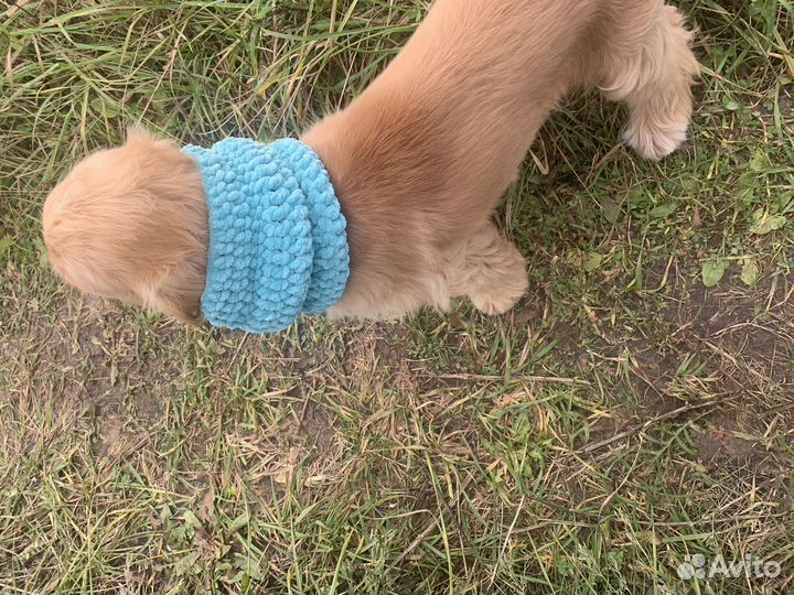 Хомут для собак