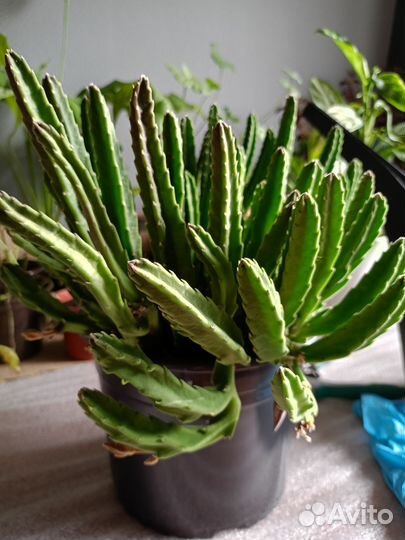 Стапелия и другие цветы