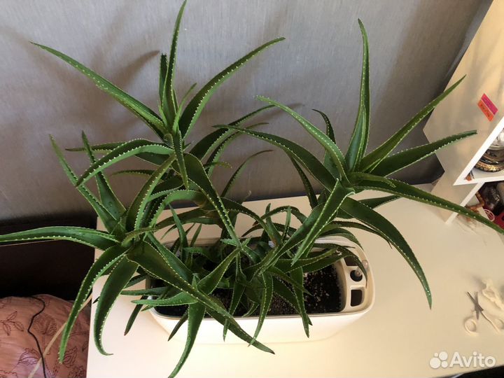 Алоэ Дэлета (цветущее)