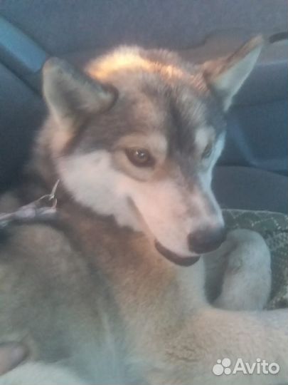 Собака бесплатно