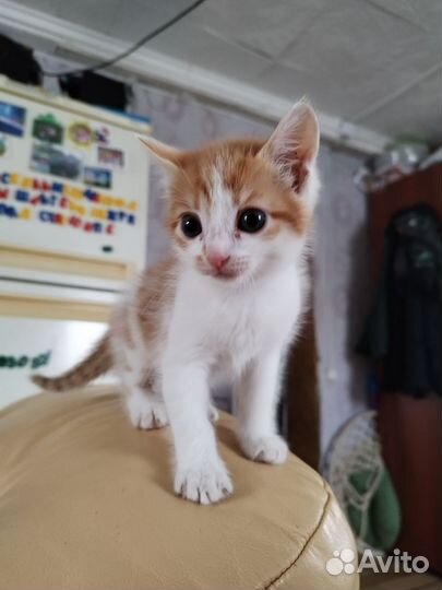 Кошка в дар бесплатно