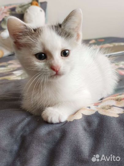 Котята девочки ищут семью