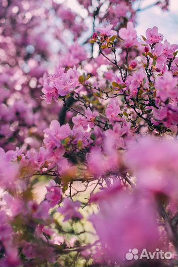 Фотограф, фотосессия в цветущих садах